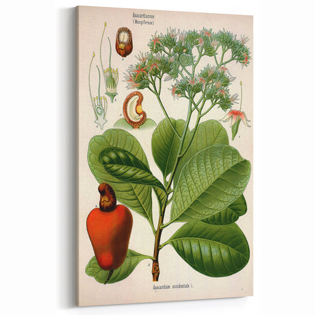 Botanical Art Prints – Vintage Botanical Illustration Art