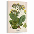 Vintage Botanical Art Prints – Conyza Squarrosa Illustration