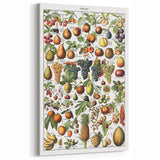 Vintage Botanical Art Prints – Fruits Collection Illustration