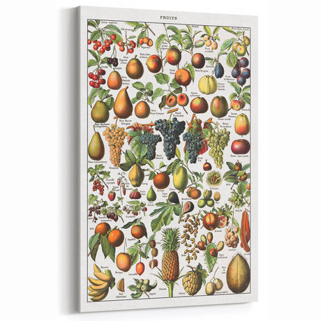 Vintage Botanical Art Prints – Fruits Collection Illustration