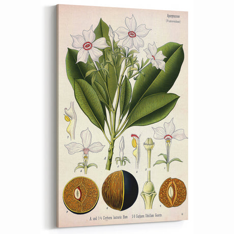 Vintage Botanical Art Prints – Gerbera Plant Illustration