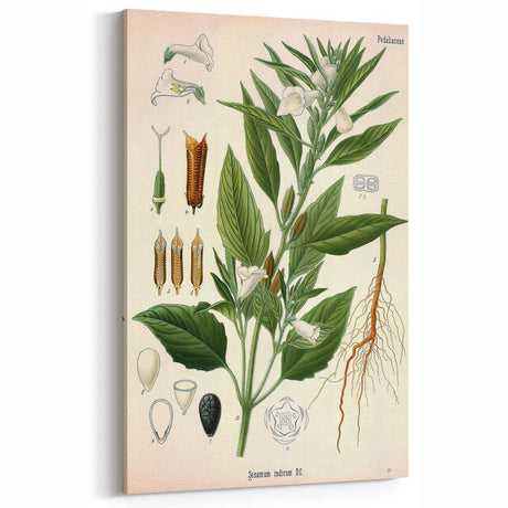 Vintage Botanical Art Print: Sesamum Indicum Floral & Plant Decor