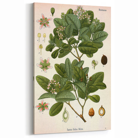 Vintage Botanical Art Print: Peumus Boldus Molina Floral & Plant Decor