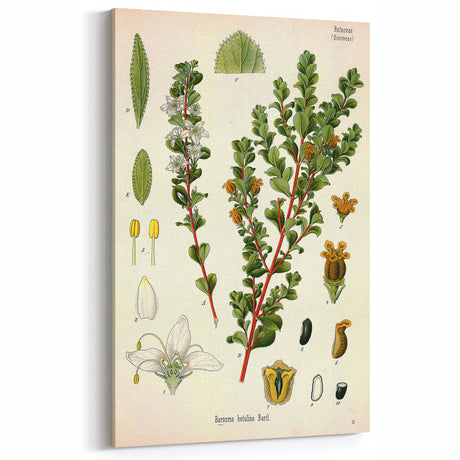 Vintage Botanical Art Print: Barosma Betulina Floral & Plant Decor