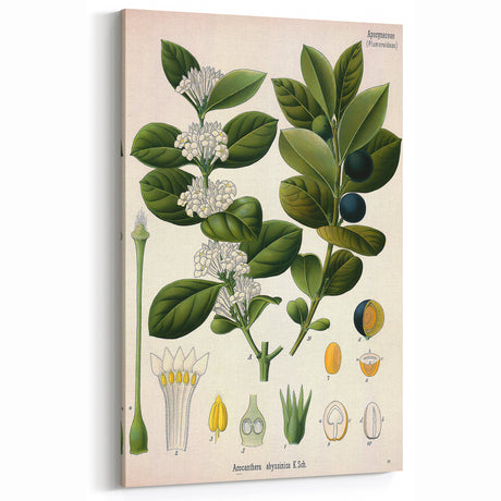 Vintage Botanical Art Print: Acocanthera Abyssinica Floral & Plant Decor