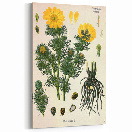 Vintage Botanical Art Print: Adonis Vernalis Floral & Plant Decor