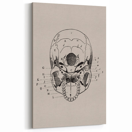 Anatomical Skull Halloween Wall Art - Vintage Gothic Decor