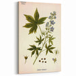 Vintage Botanical Illustration Art – Delphinium Staphysagria Wall Art