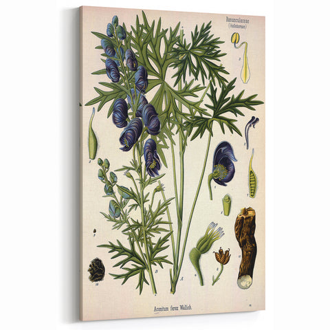 Vintage Botanical Illustration Art – Aconitum ferox Wallich Wall Art