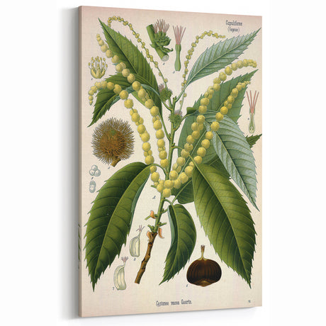 Vintage Botanical Illustration Art – Castanea vesca Wall Art
