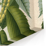 Vintage Botanical Illustration Art – Castanea vesca Wall Art