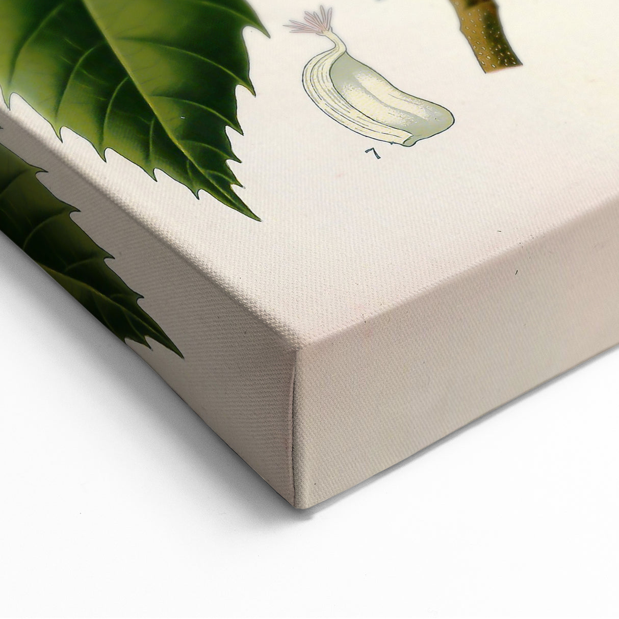 Vintage Botanical Illustration Art – Castanea vesca Wall Art