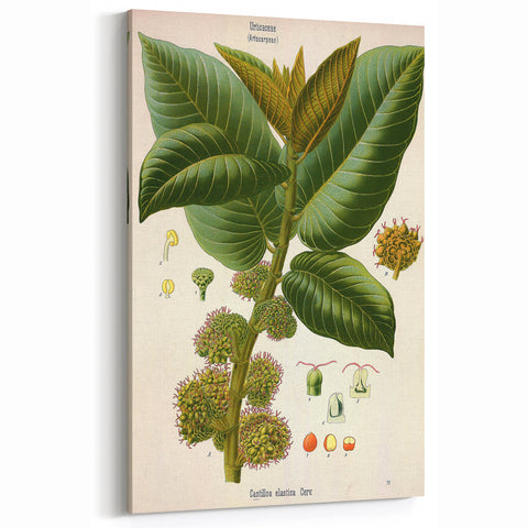Vintage Botanical Illustration Art – Castilloa elastica Wall Art