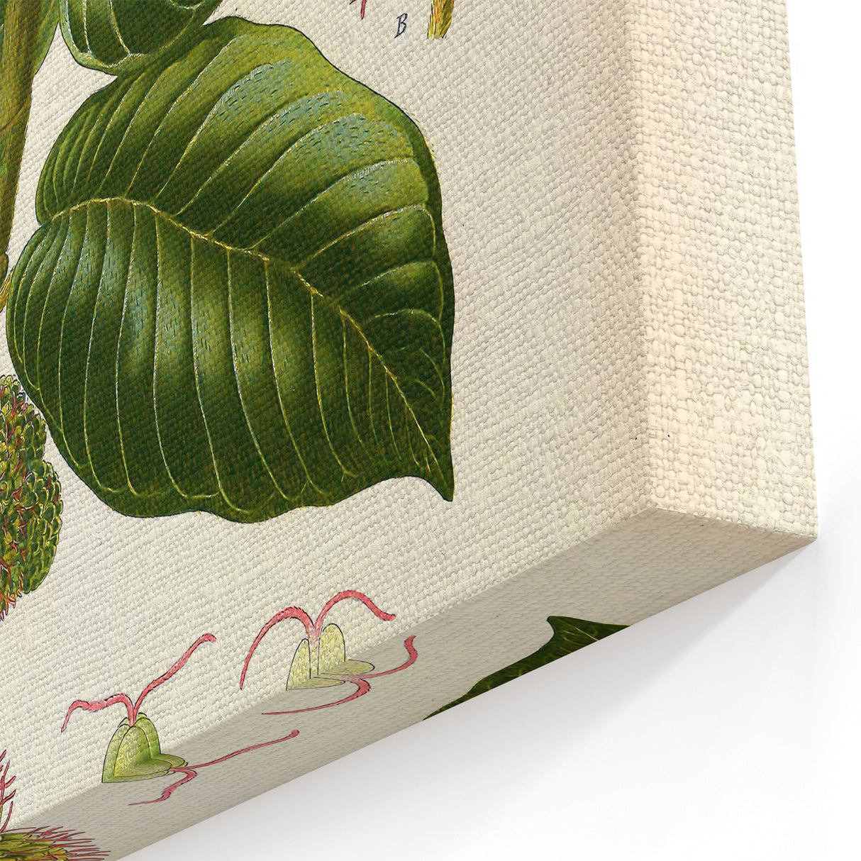 Vintage Botanical Illustration Art – Castilloa elastica Wall Art