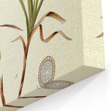 Vintage Botanical Illustration Art – Carex arenaria Wall Art