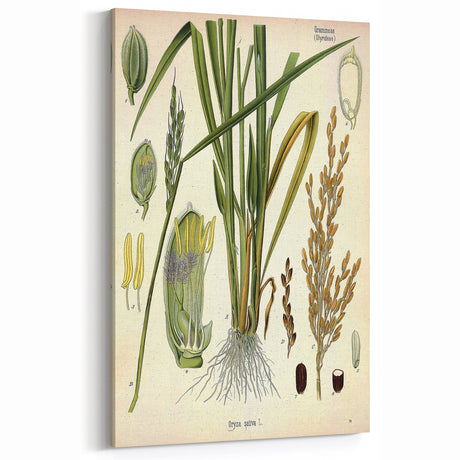 Vintage Botanical Illustration Art – Oryza sativa Wall Art