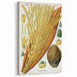 Vintage Botanical Illustration Art – Cocos nucifera Wall Art