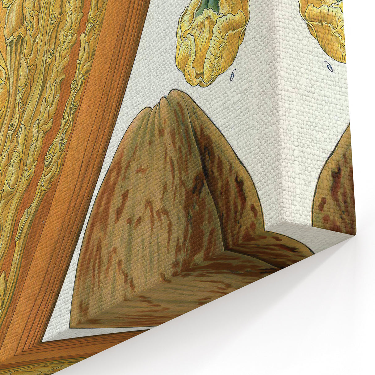Vintage Botanical Illustration Art – Cocos nucifera Wall Art