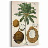 Vintage Botanical Illustration Art – Cocos nucifera Coconut Palm Wall Art