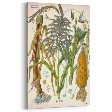 Vintage Botanical Illustration Art – Zea mays Corn Wall Art