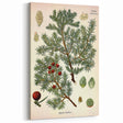 Vintage Botanical Illustration Art – Juniperus oxycedrus Wall Art