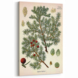 Vintage Botanical Illustration Art – Juniperus oxycedrus Wall Art