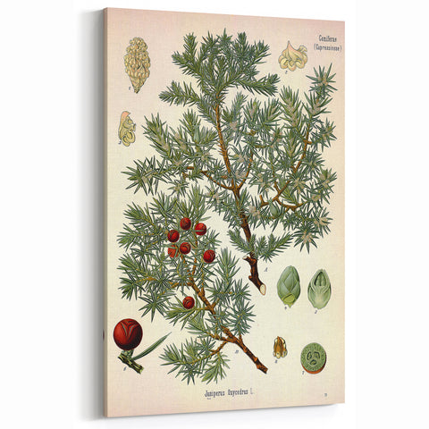 Vintage Botanical Illustration Art – Juniperus oxycedrus Wall Art