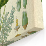 Vintage Botanical Illustration Art – Hevea brasiliensis Rubber Tree Wall Art
