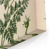 Vintage Botanical Illustration Art – Oenanthe phellandrium Wall Art