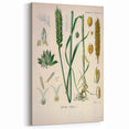 Vintage Botanical Illustration Art – Triticum vulgare Wheat Wall Art