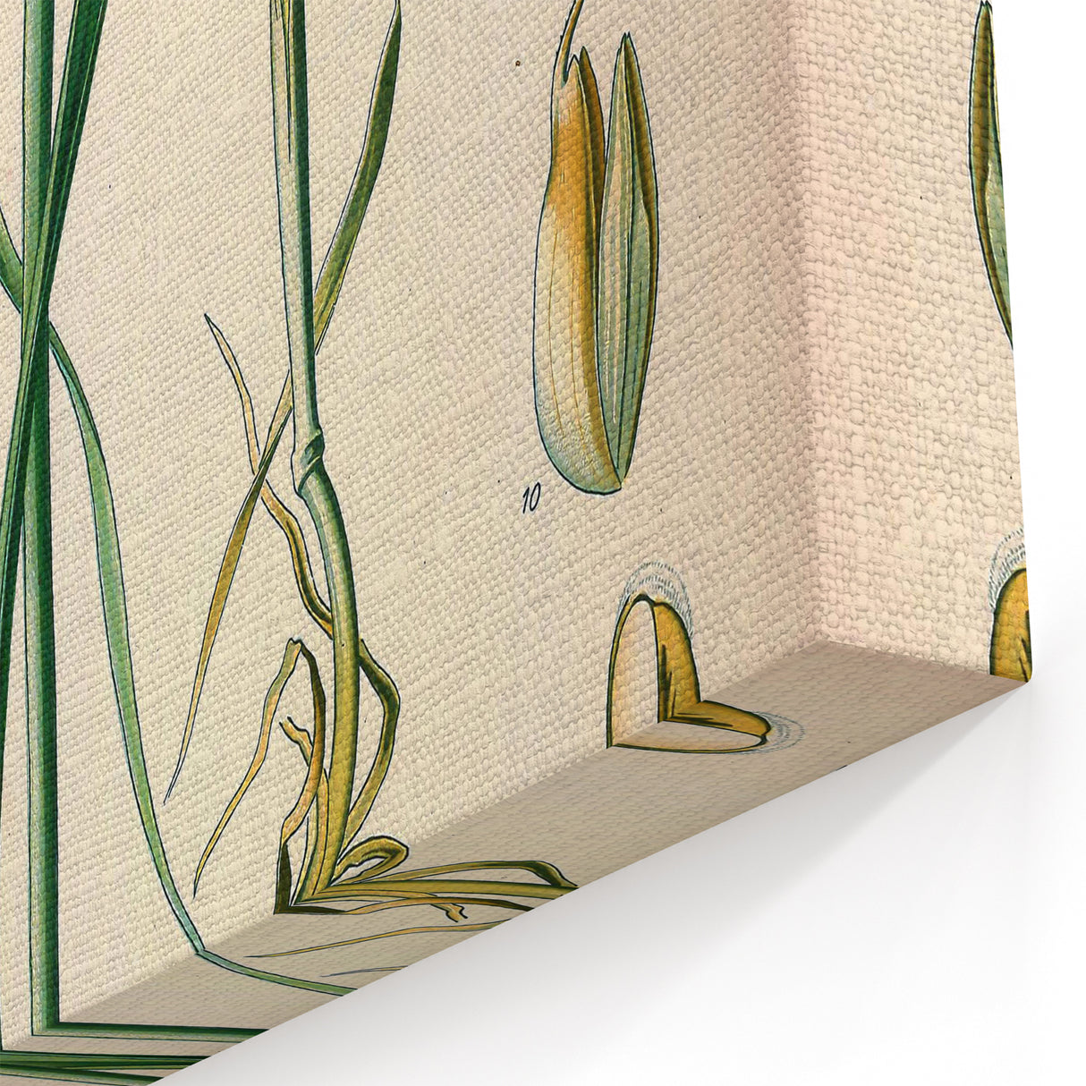 Vintage Botanical Illustration Art – Triticum vulgare Wheat Wall Art