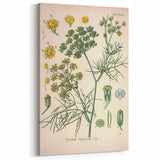 Vintage Botanical Illustration Art – Foeniculum capillaceum Fennel Wall Art