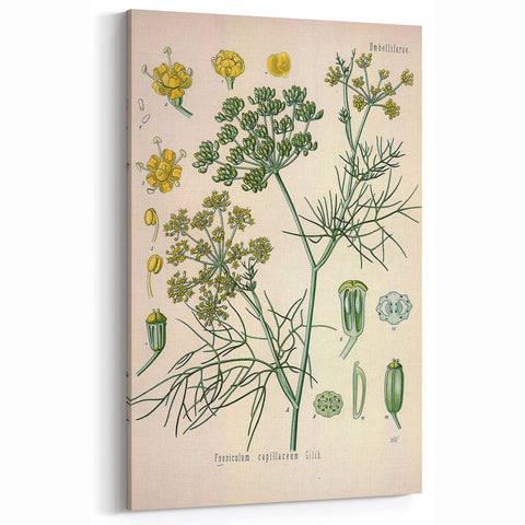 Vintage Botanical Illustration Art – Foeniculum capillaceum Fennel Wall Art