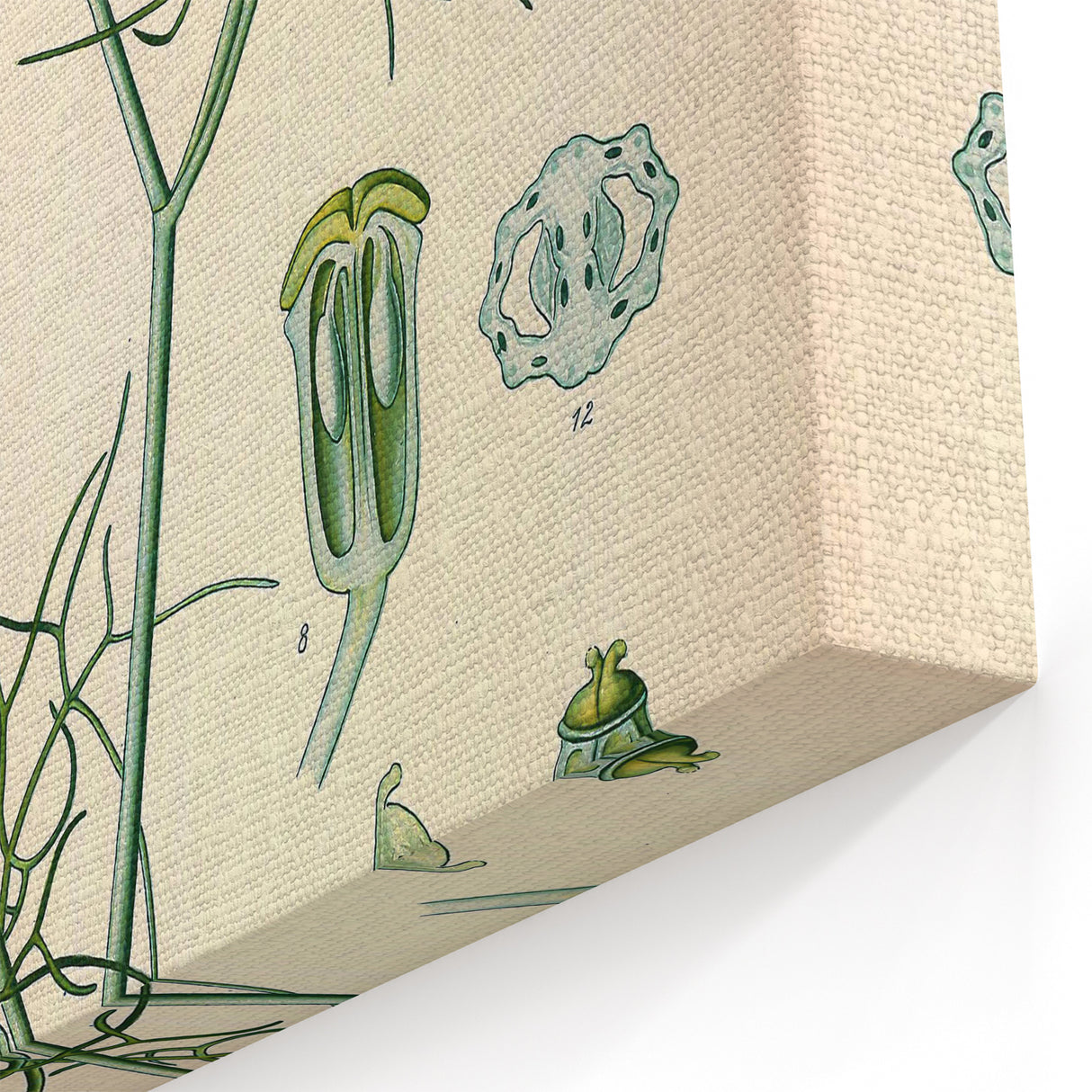 Vintage Botanical Illustration Art – Foeniculum capillaceum Fennel Wall Art