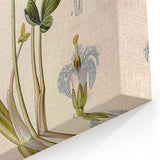 Botanical Art Prints – Vintage Botanical Illustration Art