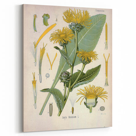 Botanical Art Prints – Vintage Floral Illustration Art