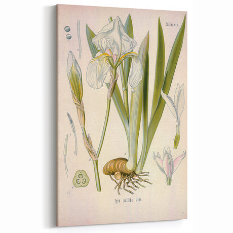 Botanical Art Prints – Vintage Iris Floral Illustration