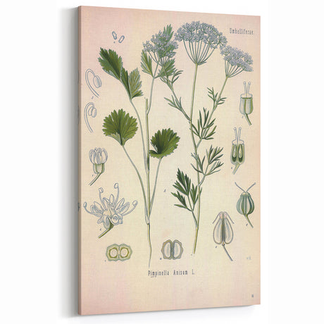 Botanical Art Prints – Vintage Herb Illustration Art