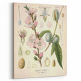 Botanical Art Prints – Vintage Almond Blossom Illustration