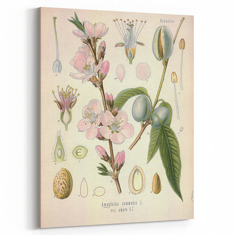 Botanical Art Prints – Vintage Almond Blossom Illustration