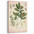 Botanical Art Prints – Vintage Angelica Herb Illustration