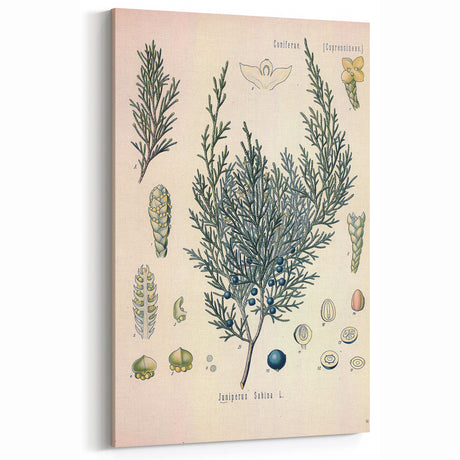Botanical Art Prints – Vintage Juniper Herb Illustration
