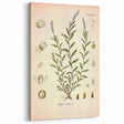 Botanical Art Prints – Vintage Polygala Herb Illustration
