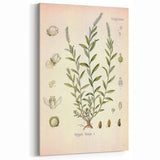Botanical Art Prints – Vintage Polygala Herb Illustration