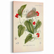 Botanical Art Prints – Vintage Smilax Herb Illustration