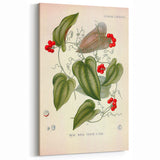 Botanical Art Prints – Vintage Smilax Herb Illustration