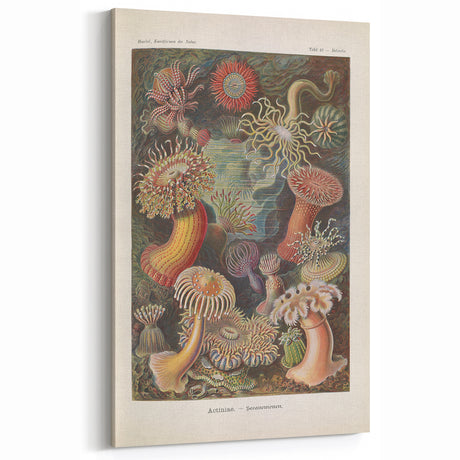 Sea Anemones Art Print – Vintage Haeckel Actinia Illustration