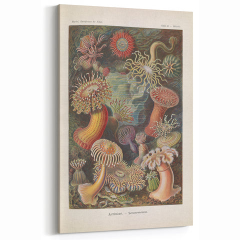 Sea Anemones Art Print – Vintage Haeckel Actinia Illustration