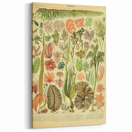 Algae Art Print – Vintage Botanical Algae Illustration