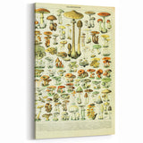 Mushroom Art Print – Vintage Champignons Illustration